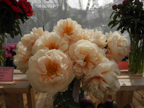 ���� �������. 17.06 ��������! ���� �� �������! ����� ��� � ��� �� ������! ������ ����� ������ �� ���������!