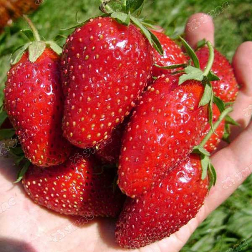 ���� �������. ��������� 40 ��� (�� �����) �� 29.06.