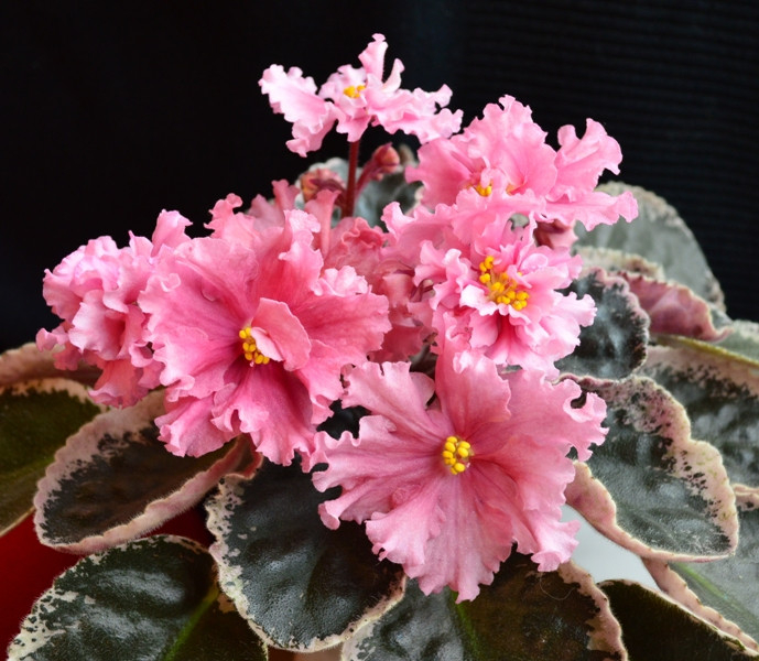 �������� ����� ������. ������� 5 ����.