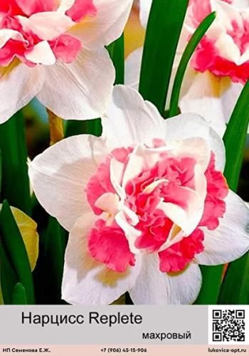 ������� 43 � ��