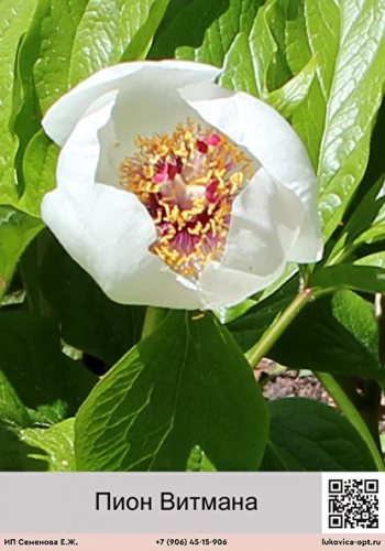 ���� ������� 240 � ��