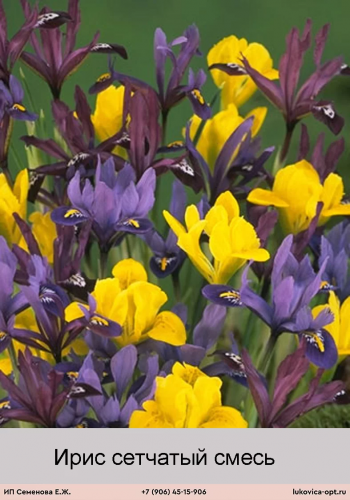 ���� Mixed 7 � ��