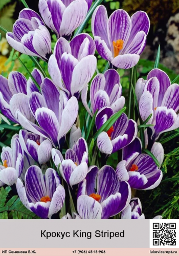 ������ King 190 �