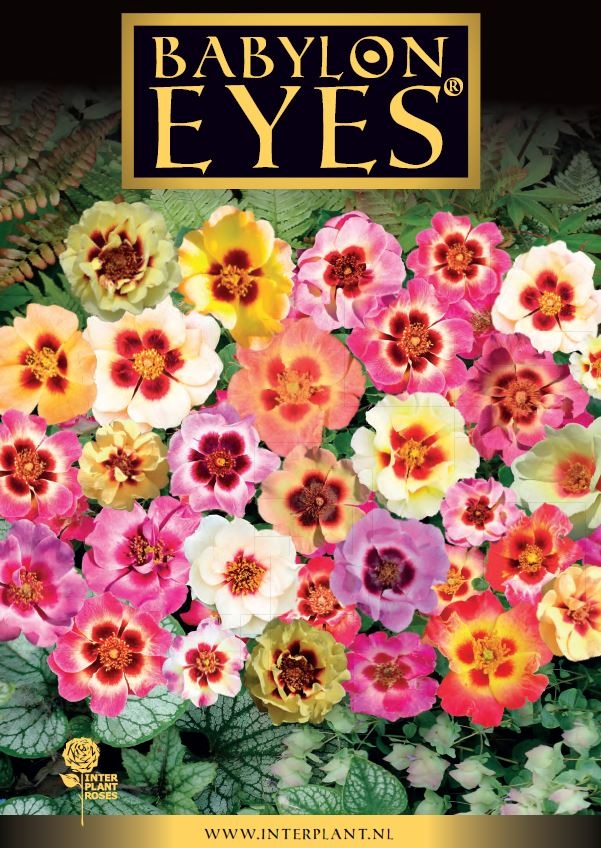 ����-�������