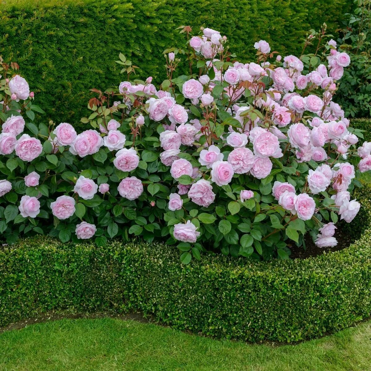 ���� �����