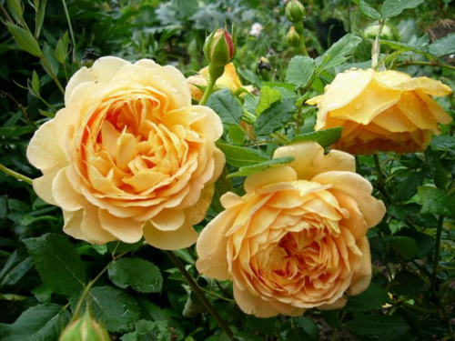 ��� ������� ������� ���������� � ���