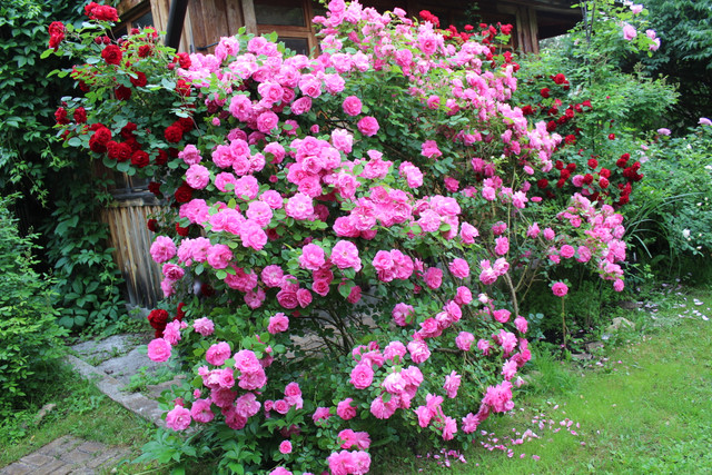 ���������� ����