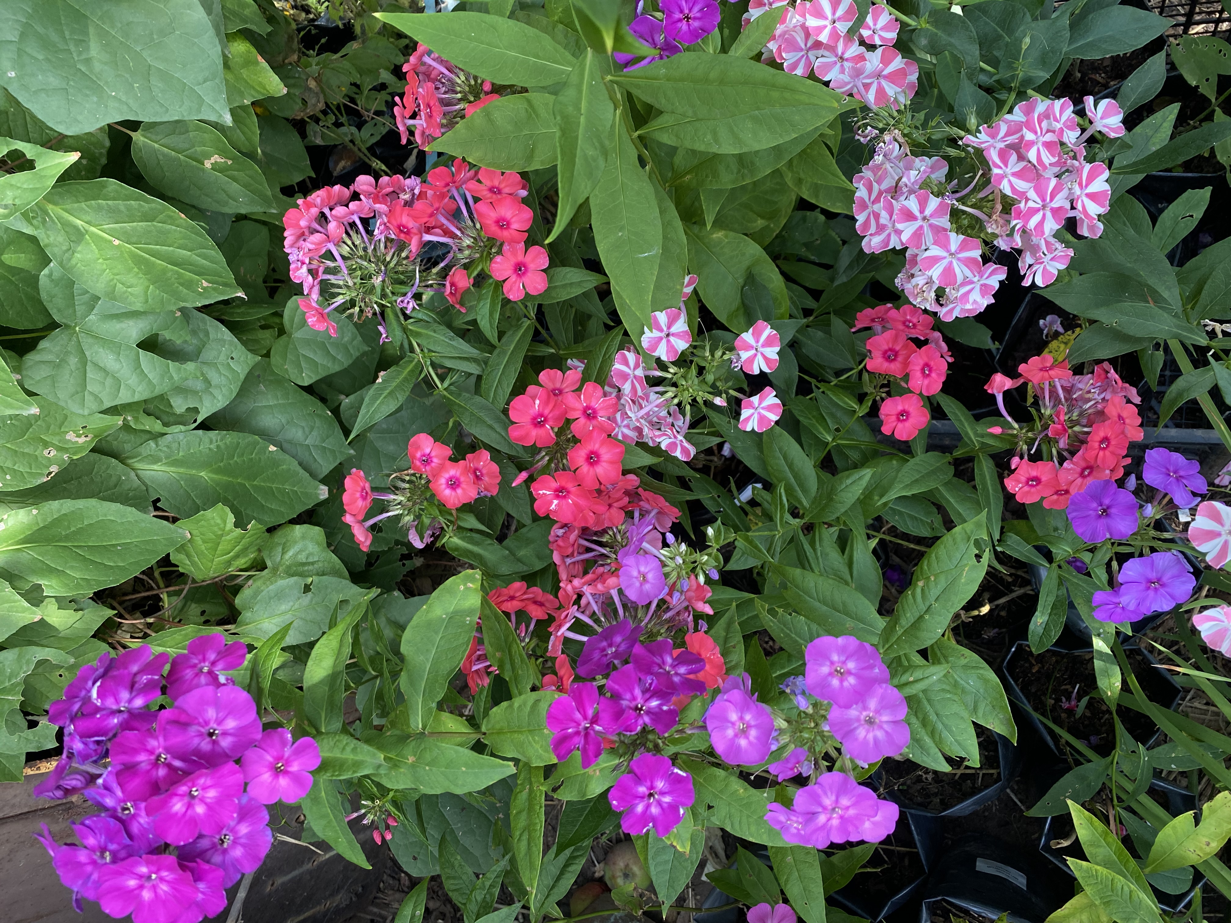 ���� ������� �� 29 ����. �������� ����� �������! ����������� �����! ��� � �������.