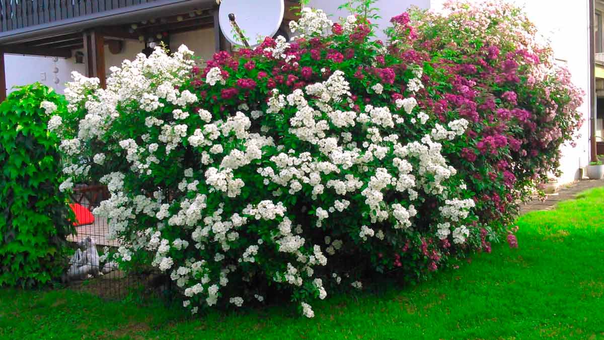 ��������� ����