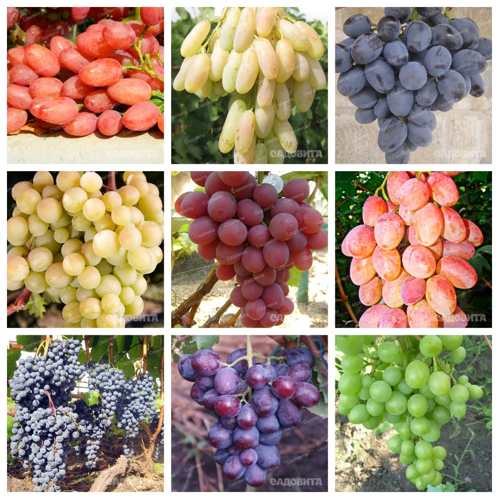 ���� ������� �� 07.08. �������� 7