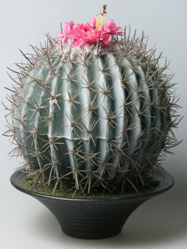 ������������� ����������  ��������� ���. �����