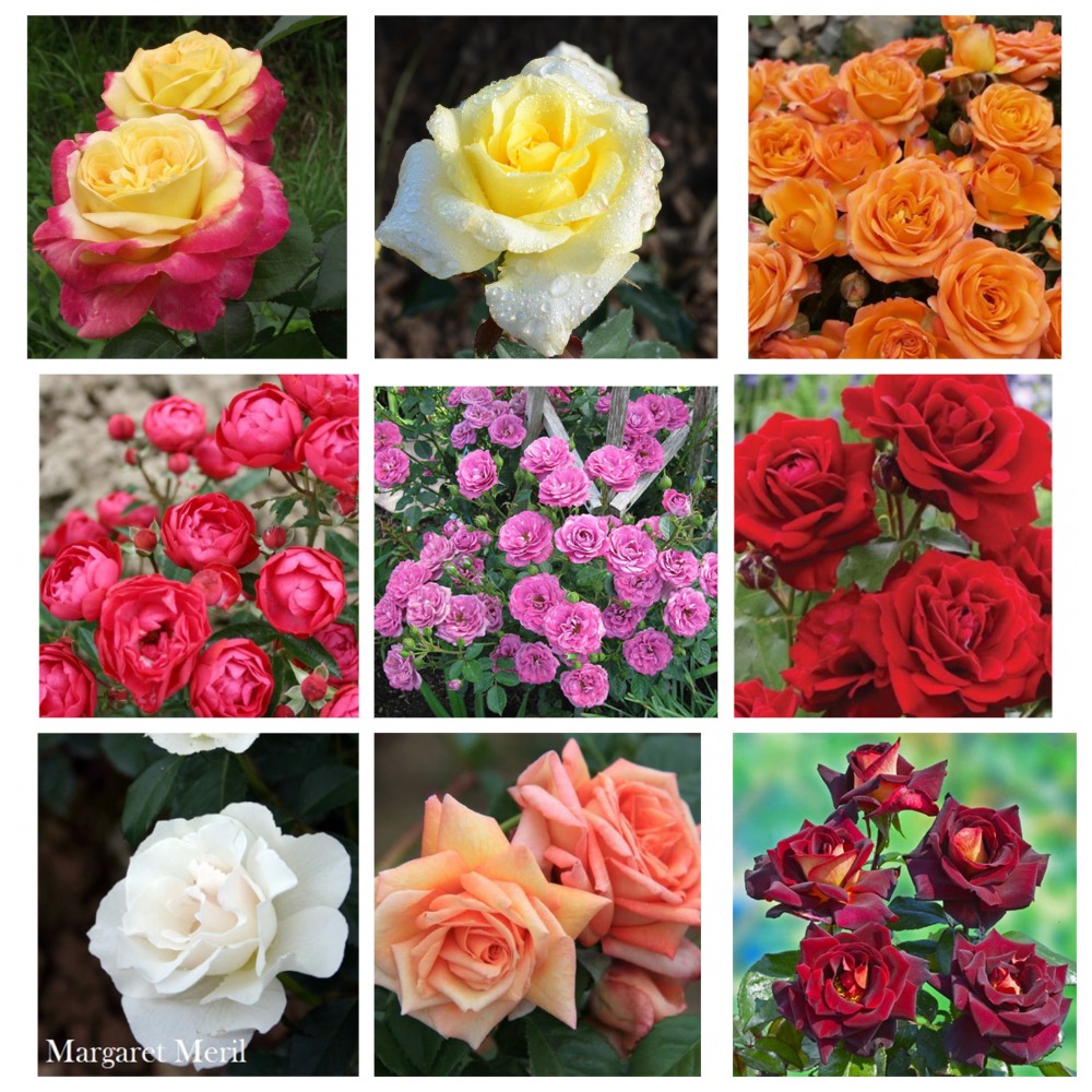  ���� �������. ���� ������� ��������� (������) 10