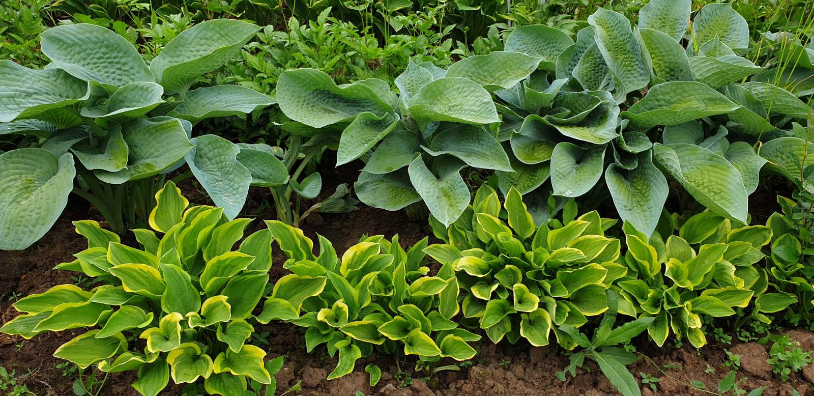 ���� �������. 31.08 ������ ��������! �����, ������������, ����������. ��������� �����. ���������� ��������.