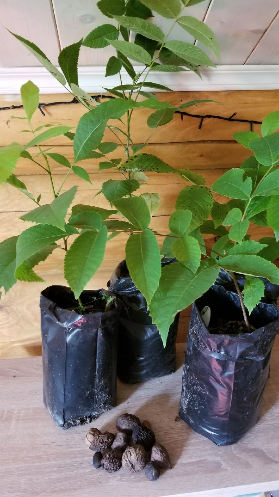 ���������� � �������� �ӣ ��� �����