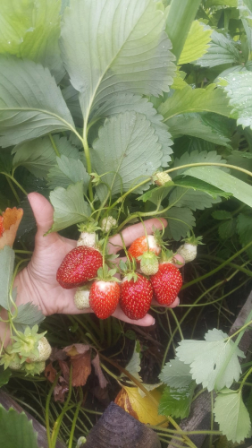 ��� ��������, ����� ������