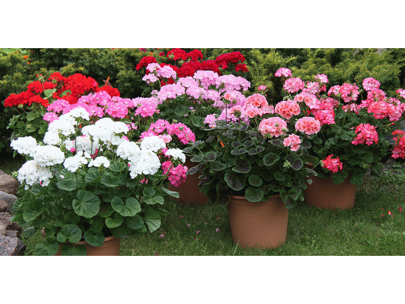 ������ ���������� �� ���������� - 40 ����� ��������� ����, ������ � ��������!