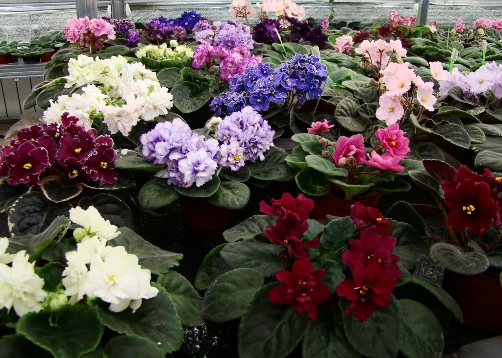 ����� �������� �������! �������� ������ - �������� ����������� ������� ���! �������! 