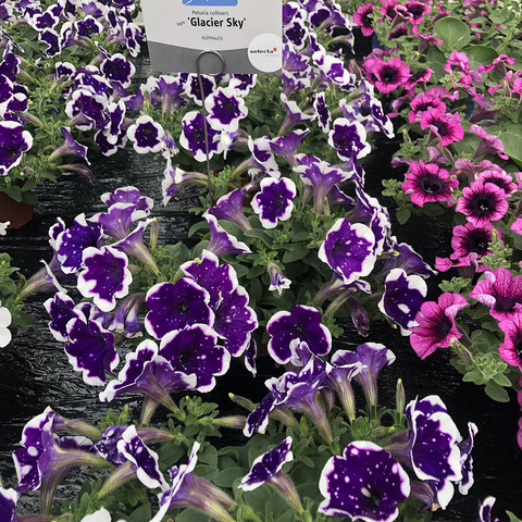 ���� �������. ������������ �������� �� ����� 2023. ����������, �������, ������, ����������! 