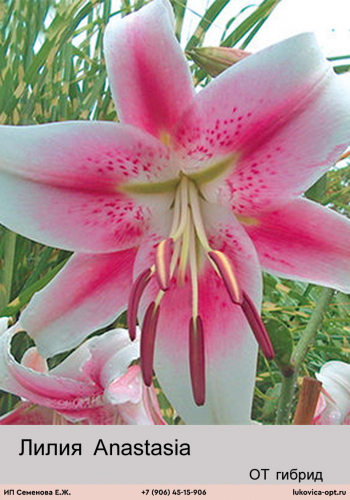 ���� �� 30.11. ��������� ���������� - �����, ����������, �������� � ��. ������������, ���������� ����� �� ��������� �� 11 � /��