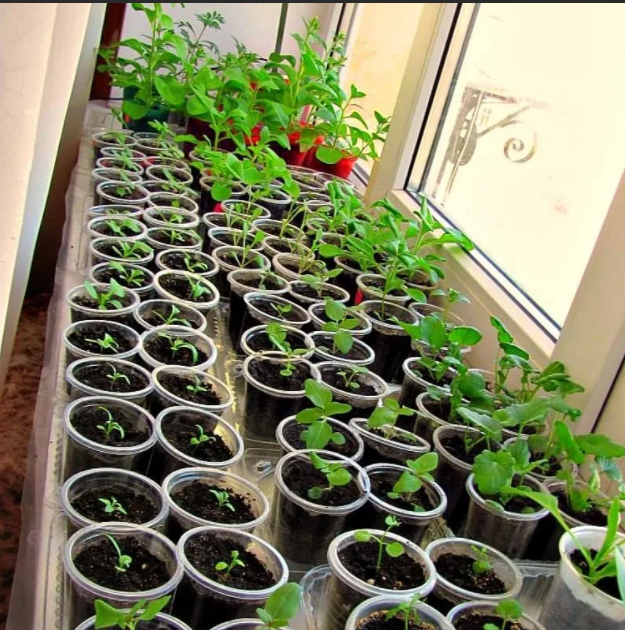 ���������� 36. ������ ��� ������ ������! ���� ��� �������!