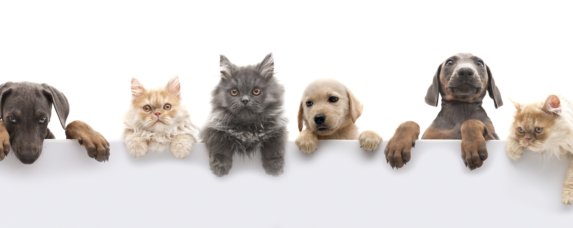 Zoo������!��� ���� �ӣ : �����,��������,���������,�������� ������ ���������,������� � ��. �������� � ����������� ������ ���  �������� � ��������!