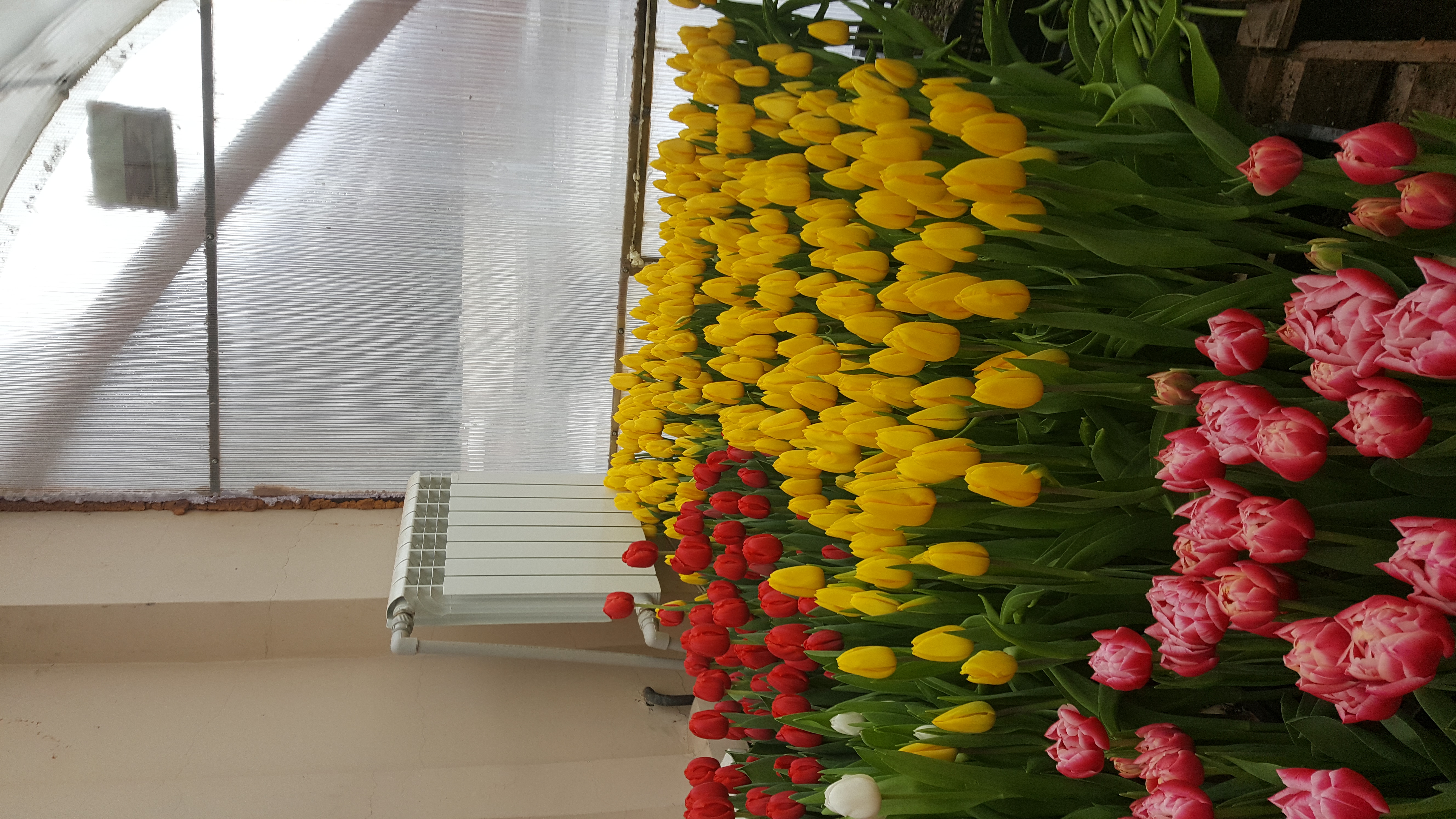 �������� ��������