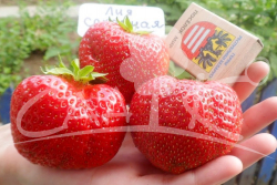 [b]��������� ������� -����� 50 ������. ������ �9.������� ����� ������-��� [/b]