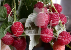 [b]������� ������ ������������� � ��������� ������� .[/b]