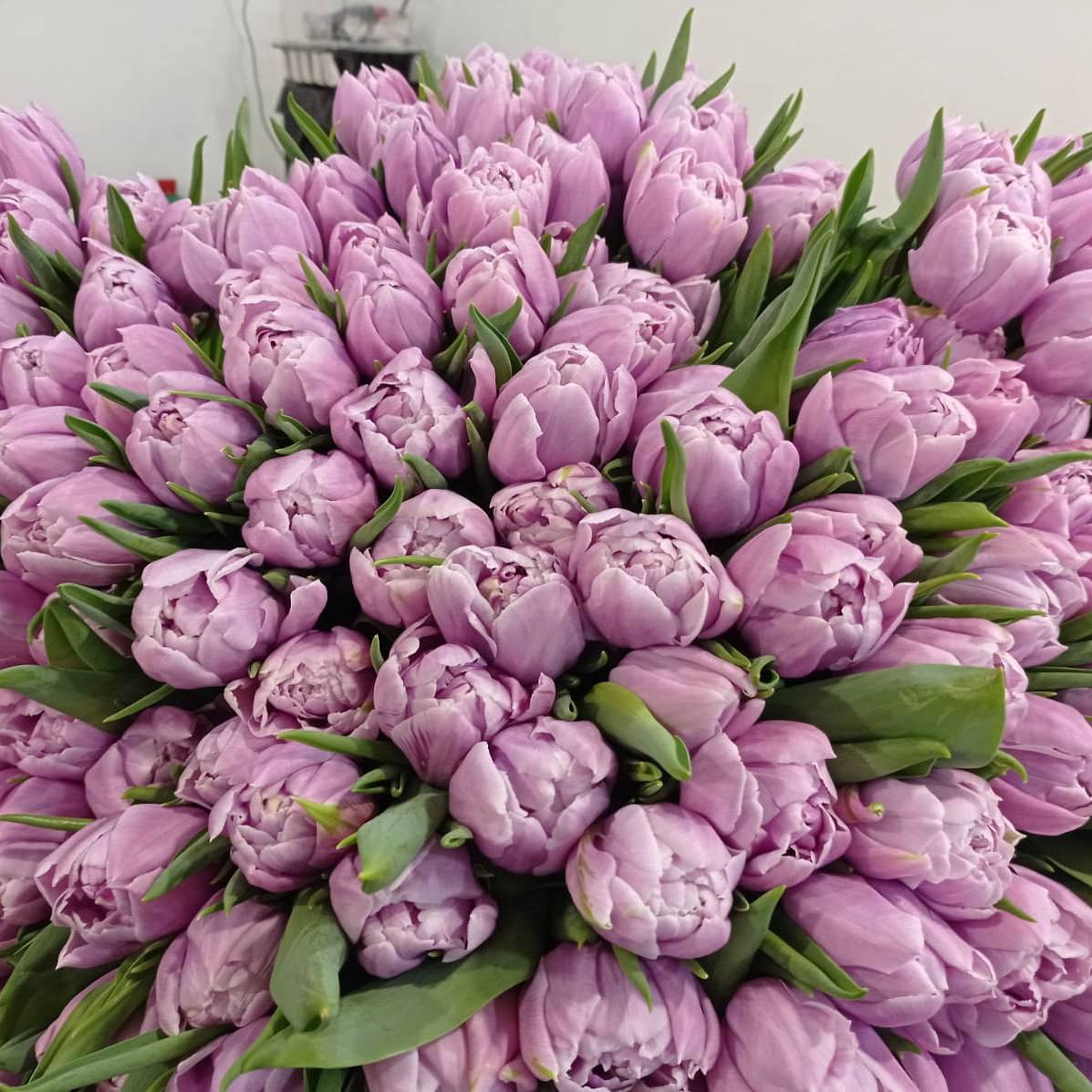 ���� �� 28.02. ���� �������� � 8 �����! ������� � ������ ������������ �����.������ ��������! 7��� �� ��