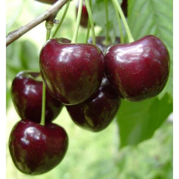 ���� �� 20.04. ������� �������� �������� � ����������� �� ������������ ���������! �������� ���! �������: ���������, ������, ����� ����� ���������