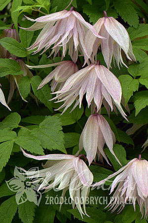 [b]���� �� 04.04. ��� � �������! �����,����,���������,�������.[/b]