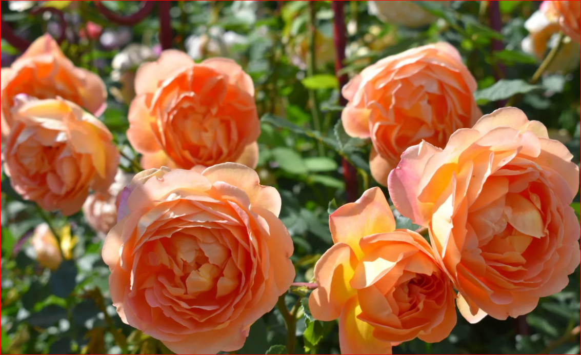 ����, ���������� � �������� � ����� �������. ���.  �������.