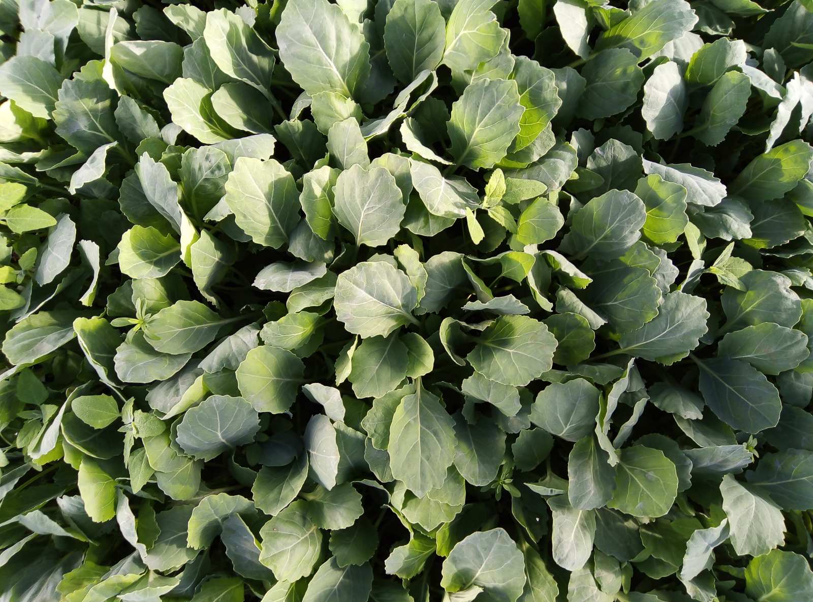 �������� ������� �������, ��������� ����������� - 5