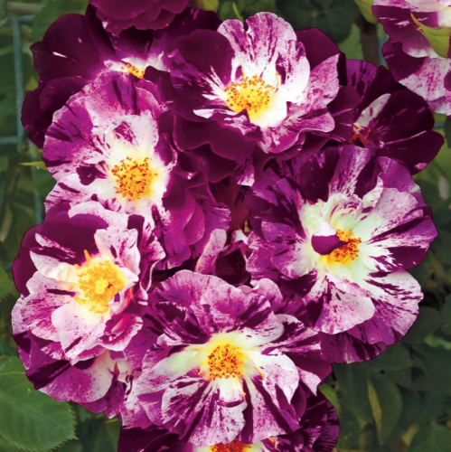 �������� ������������ ���!