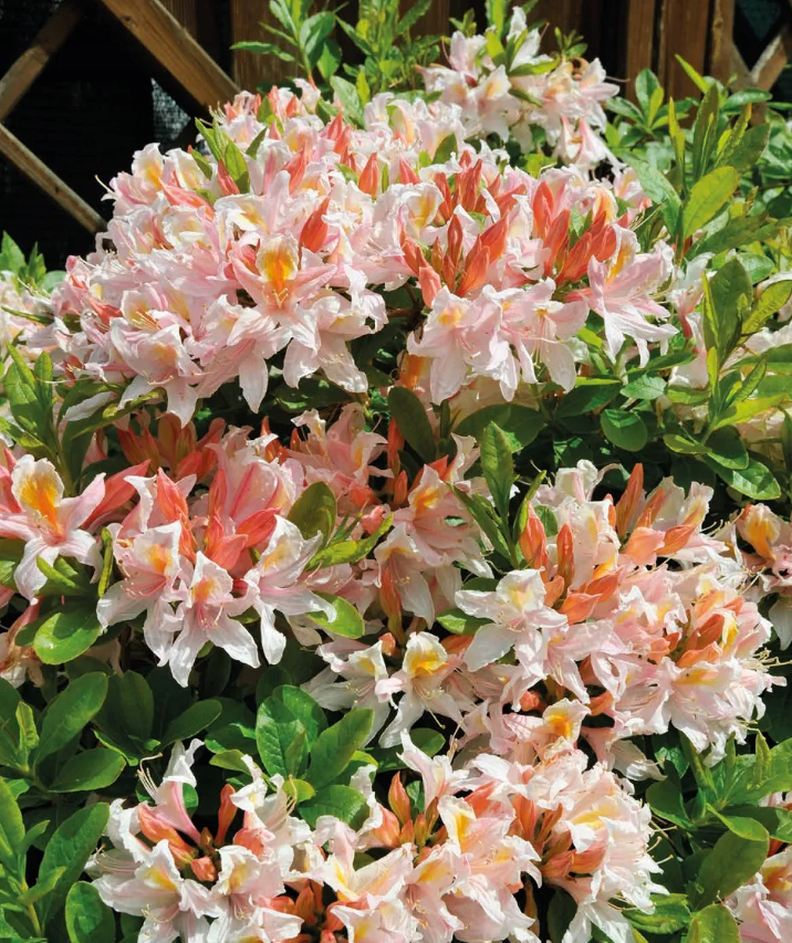 ������� ������! �������� ������� � ��� �� ���������� ������. ��������, �������, �����������-���������� ��������, ����, ������������ � ������ ������. 1/23