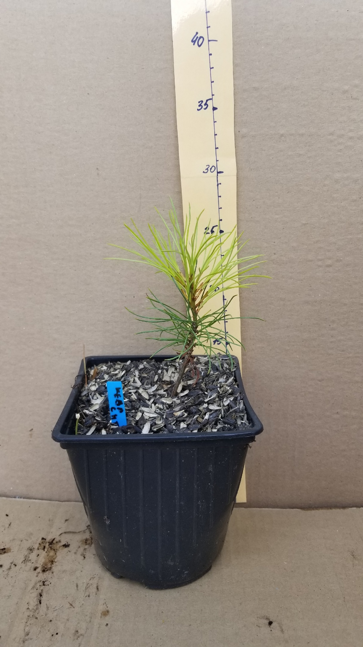 ��� ������� ���� ����� ������ �� ������ ������� (����� �������� �����!)  �� ��������� � ������� 2-������ ������ - �������� �����!