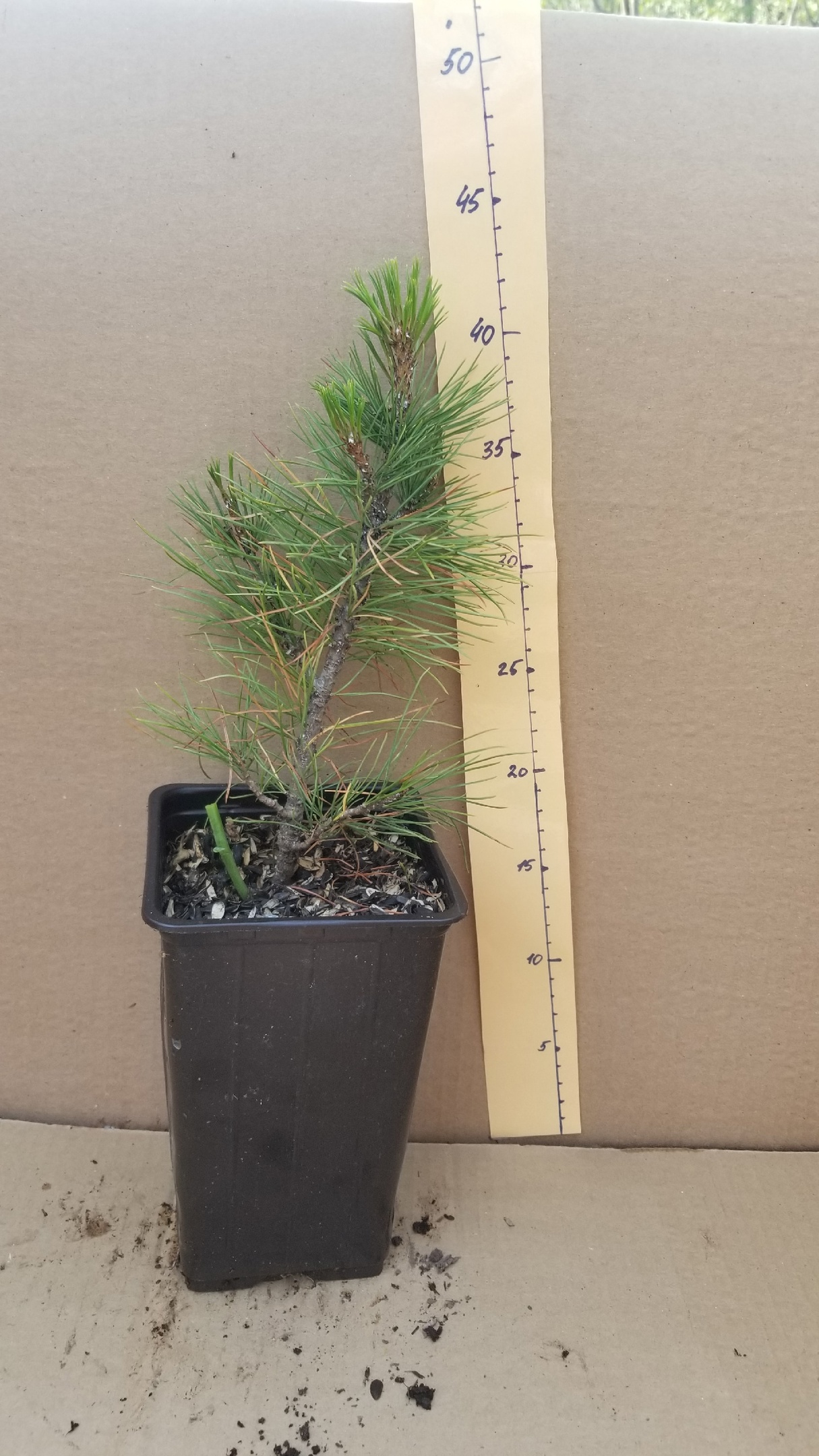 ����� ��������� �������� 490�