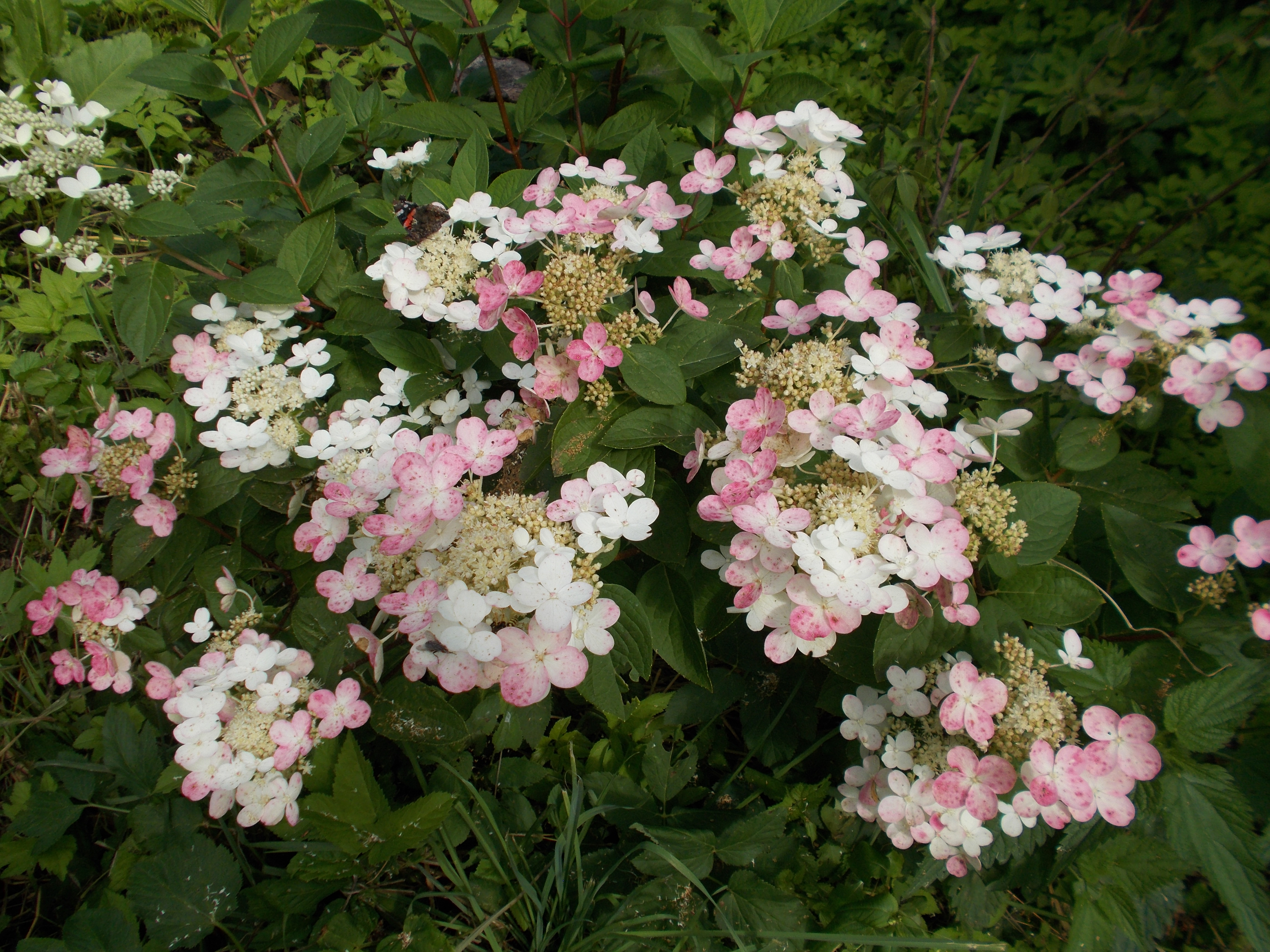 ���� ������� �� 2 ����. ������������ �������� ��� ������ ���� �� �������� ��������� ������������� ������� Savgarden. ������������, �����������, ����������, ������ ��������. ����� 3