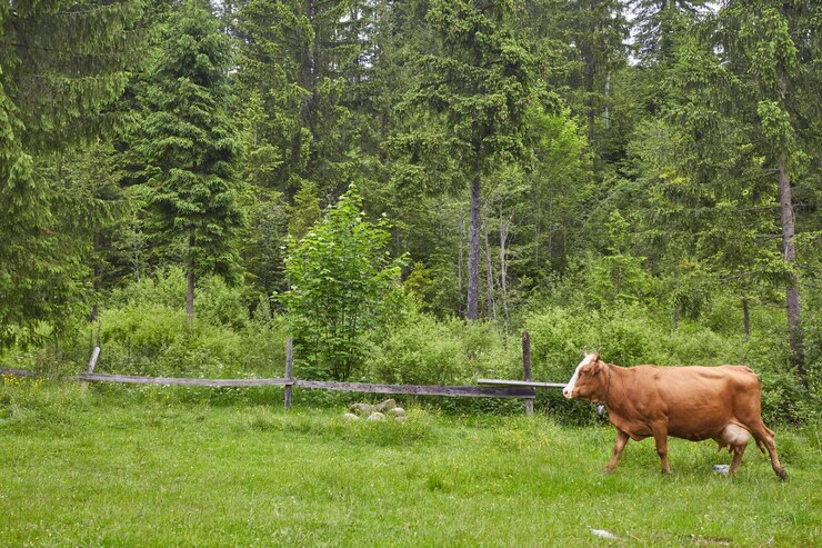 � ����������� ������� �������������� ������� ����� �������� � ����������� � ��������