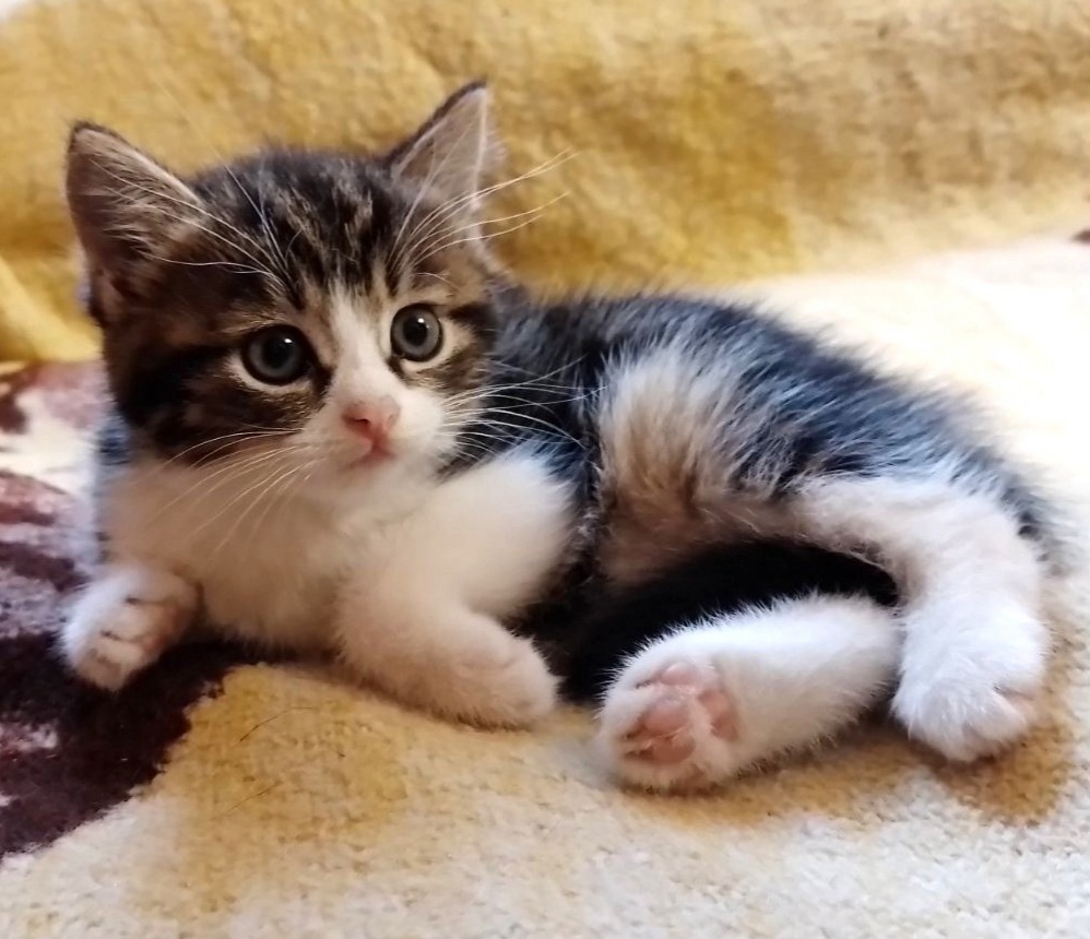 ��������, ��������� ������� ���� ����� ���.