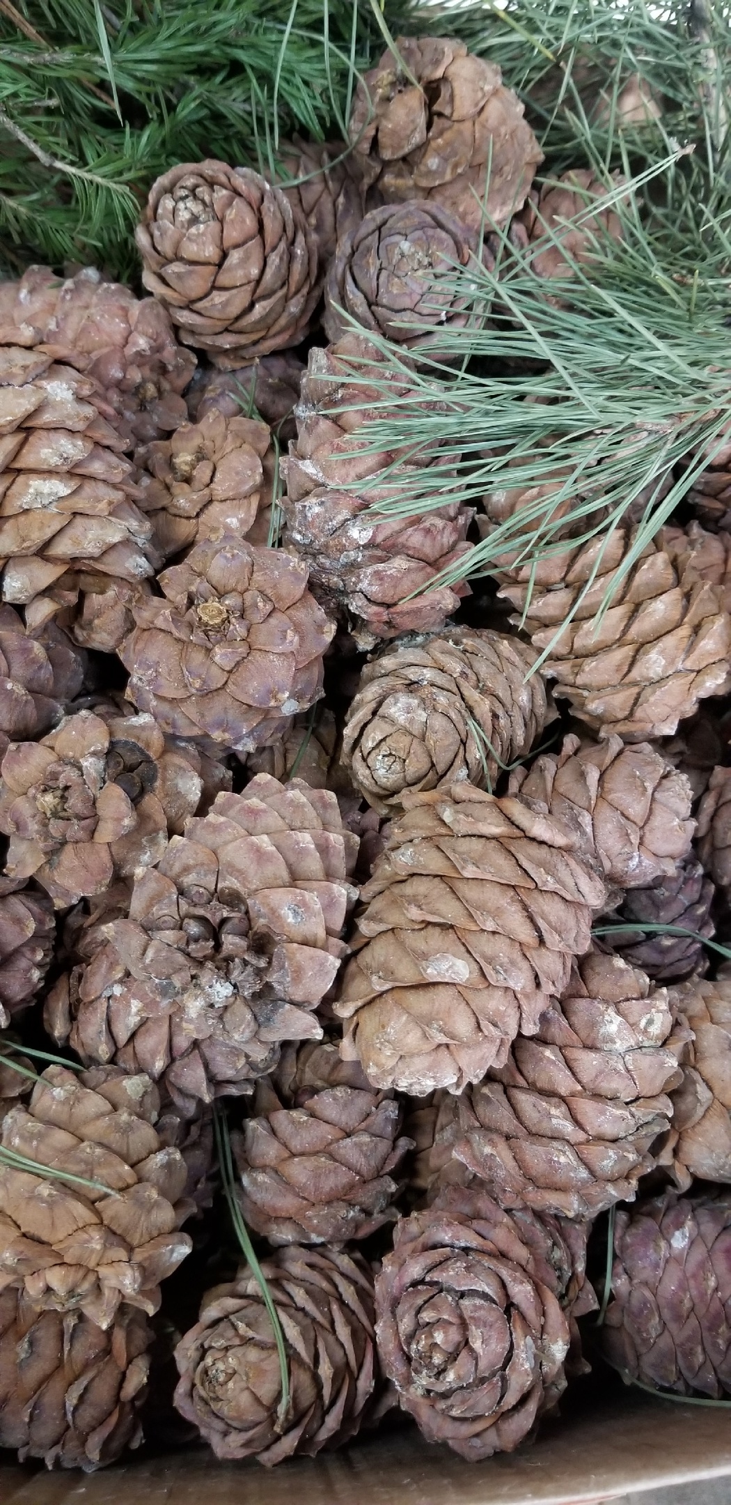  ���� �� 20.08. ��� �������� - ������������� �����-������, �������, ������� - ��������� ���������!