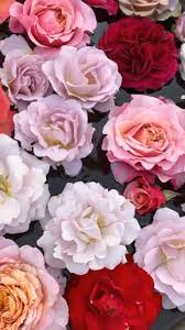 ���� ��� ������� ������ ������.  �� 15 �������.