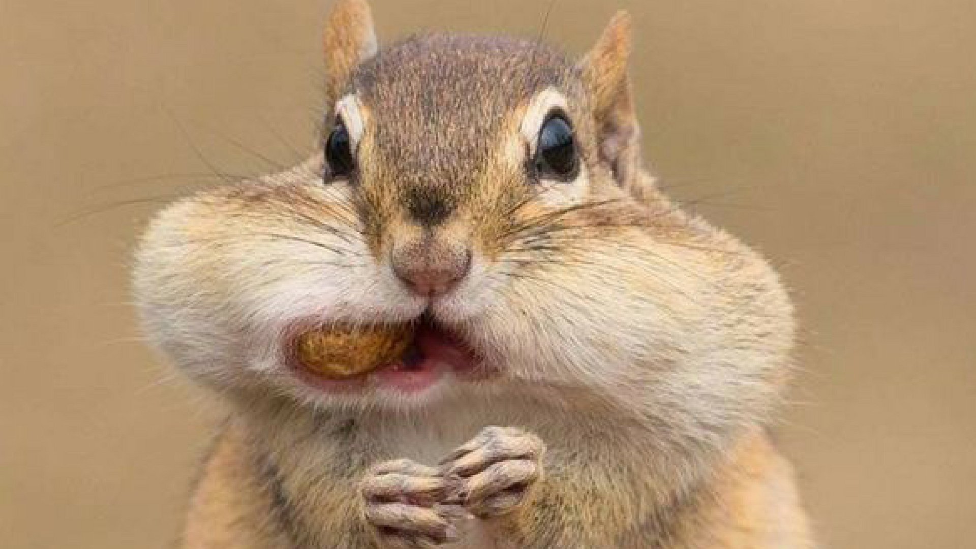 ���� �� 10/08. ������ �����! ����� 285���, ������ �� 55 ������, ���� 99, ����������� 375, ������� 175. ������� - ������ kong. ��������� ����� ����� � 1 ��������!