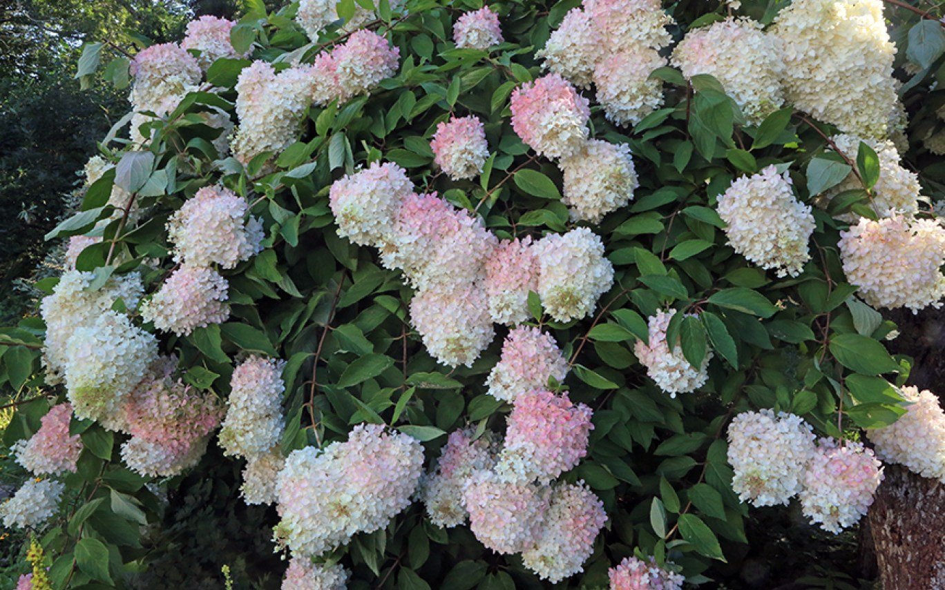 ������������ �������� � �/� Gardenia, ��������� ��� ������ ����.20