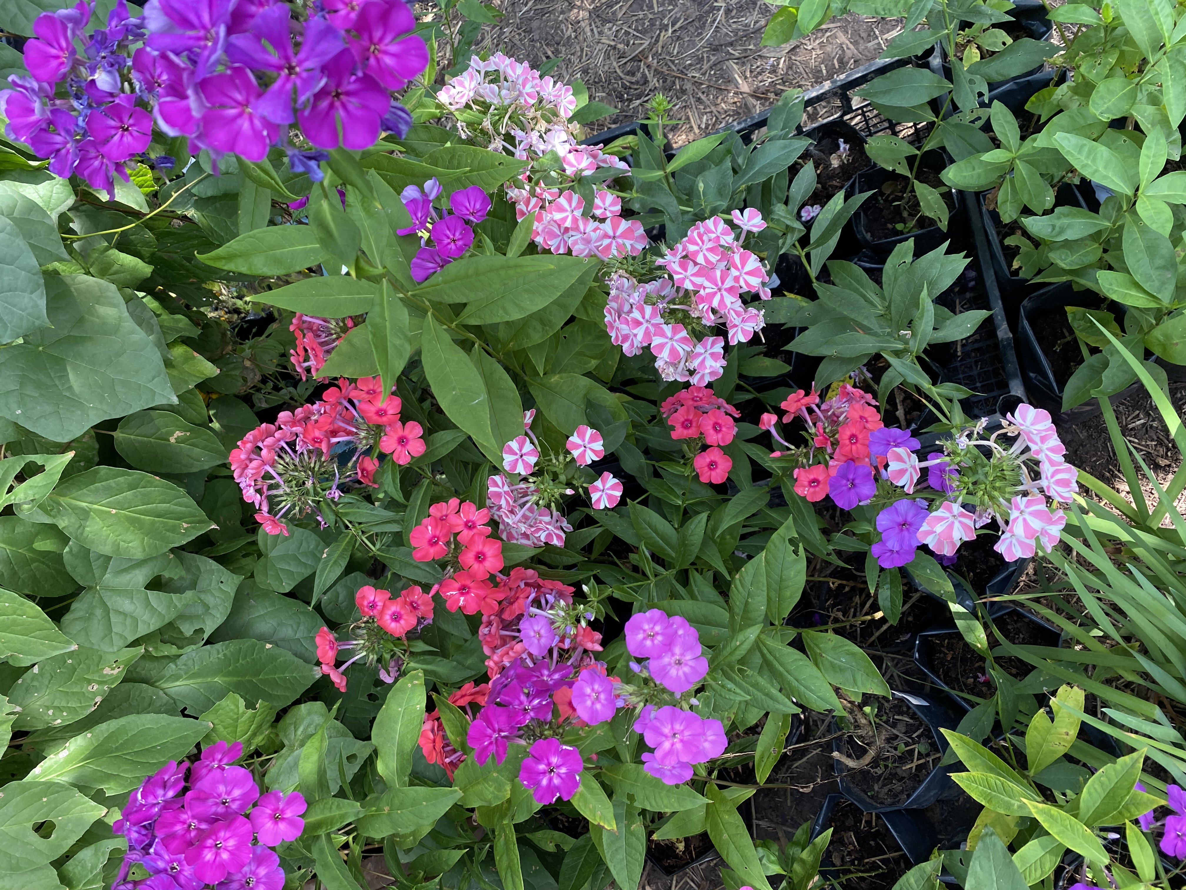 ��������� ���� � ���� ����. ������������ �������� ��� ������ ���� �� �������� ��������� ������������� ������� Savgarden. ������������, ������� ����� �������, ����������, ������ ��������