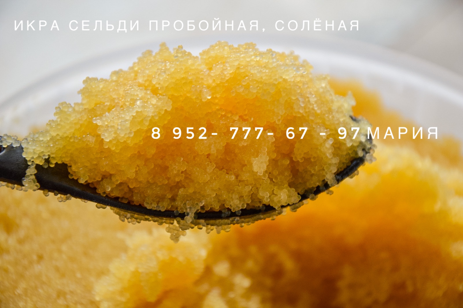 ���� �� 12.09. ������ ���������� ���� ������! ���� �������, ������, ������� ���� ������ (�������� ������� ���������), ������ ������ �� ���������.