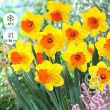 ������� ����