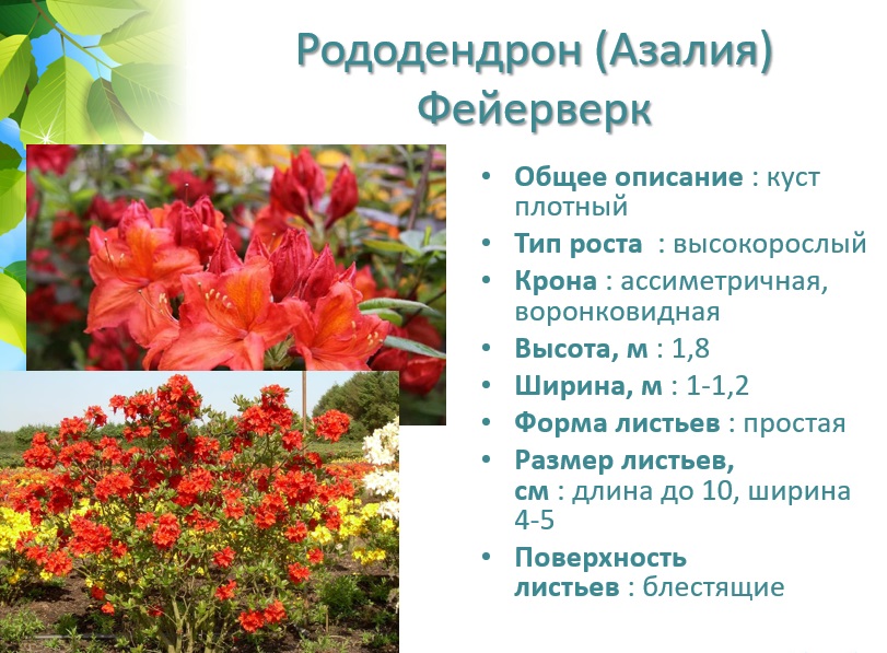 ����� ������������� �����������