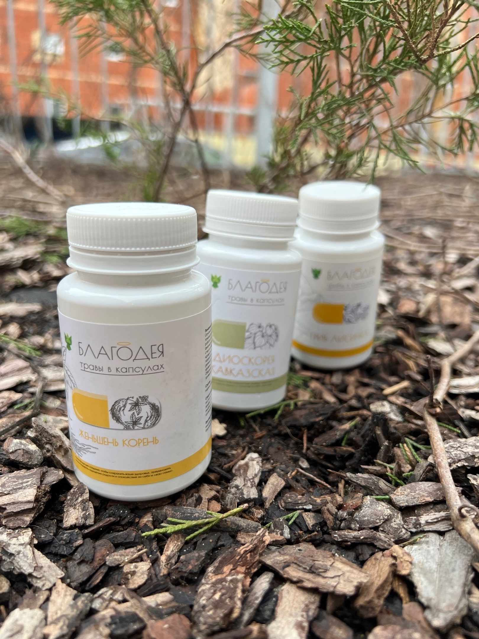 ������� �������!