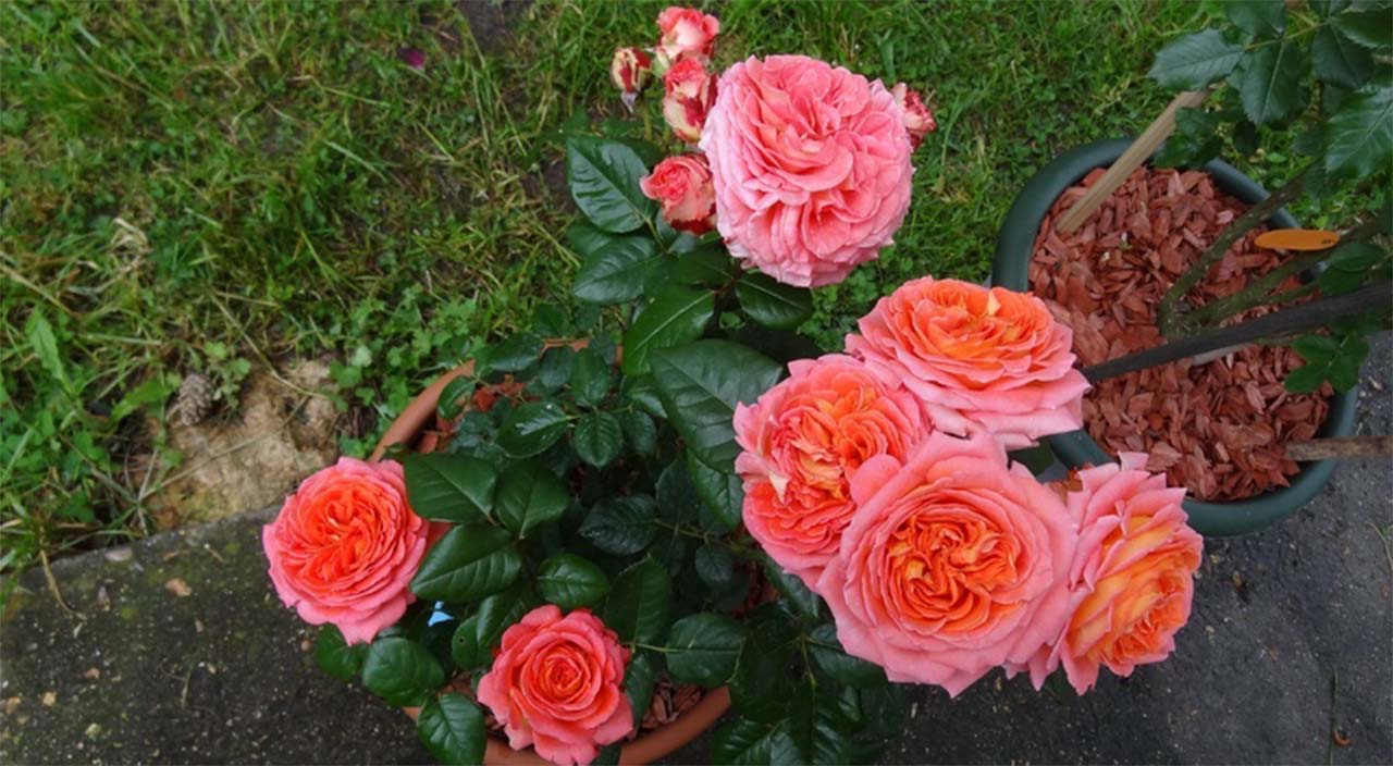 �������� ����. 